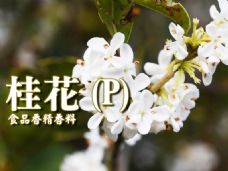 桂花香精香料(P)